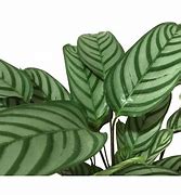 calathea rufibarba care Calathea Rufibarba (S) main image 0