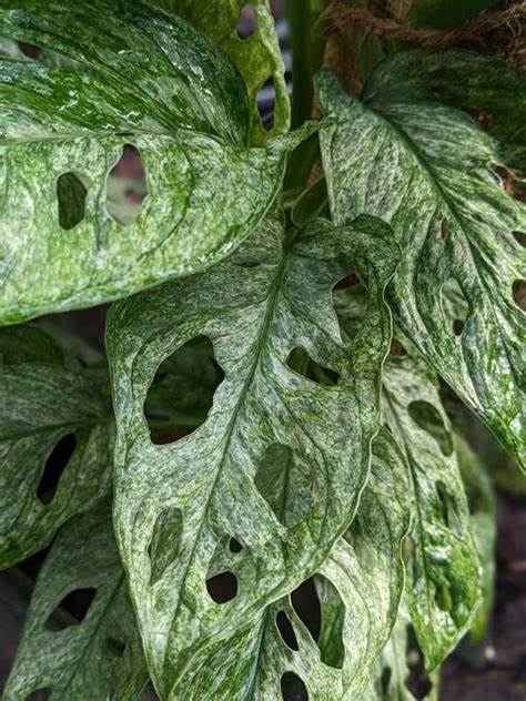 monstera adansonii indonesian marble mint Mottled Mint Monstera Adonsonii 4in – Blossom + Branch Houseplants main image 0